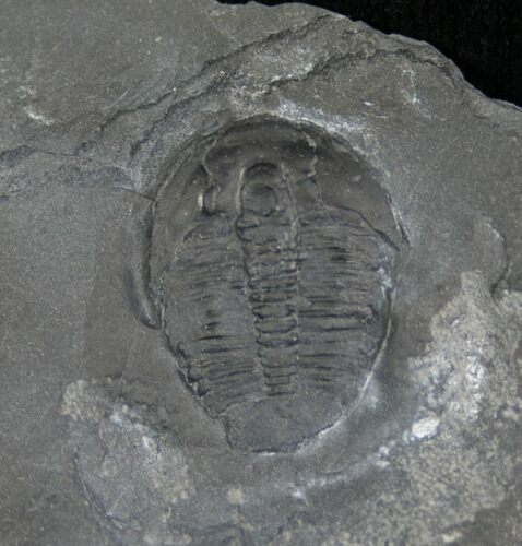 Elrathia Trilobite In Matrix - Utah #6731